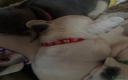 French Bulldog dogs for sale: Chunky French bulldog pups 4 girls  - Image 23