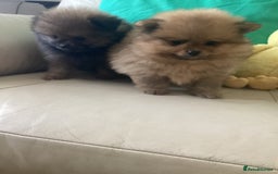 Pomeranian dogs for sale: READY NOW! kc reg STUNNING Pomeranian puppies  - Image 21