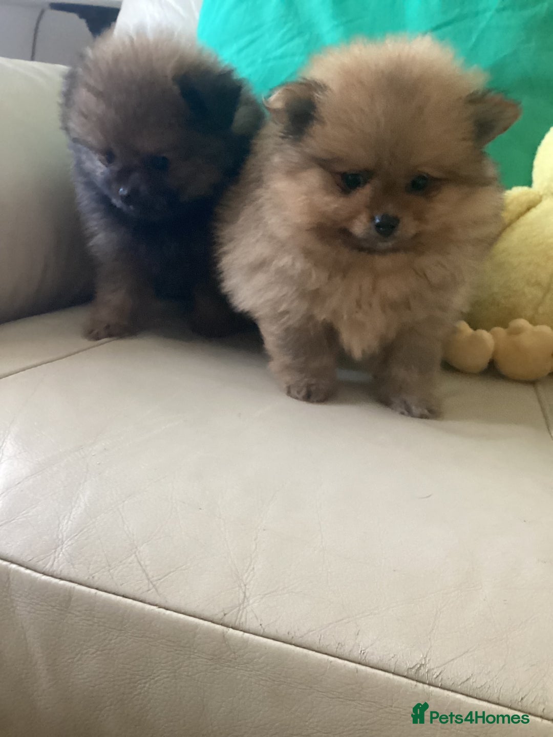 Pomeranian dogs for sale: READY NOW! kc reg STUNNING Pomeranian puppies  - Image 21