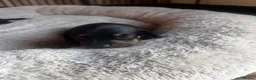 Miniature Dachshund dogs for sale: Miniature dachshund puppies  - Advert 4