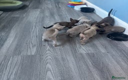 Burmese cats for sale: Burmese kittens  - Image 3