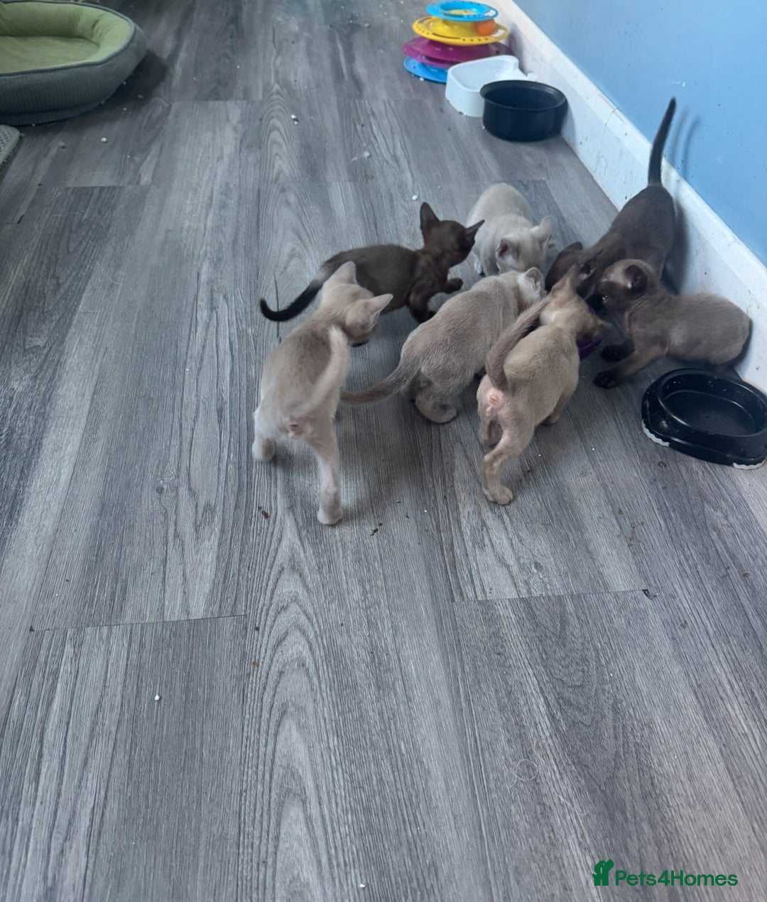 Burmese cats for sale: Burmese kittens  - Image 3