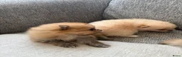 Pomeranian dogs for sale: Pomeranian puppies for sale - Advert 20