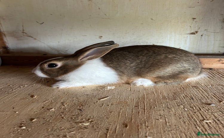 Dutch rabbits - Advert 1