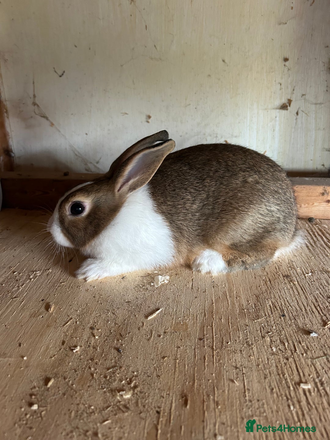 Dutch rabbits for sale: Dutch Brown Grey rabbit baby girls - Image 1