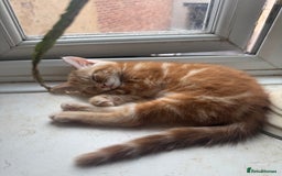 Mixed Breed cats for sale: 2 gorgeous tabby ginger boys  - Image 2