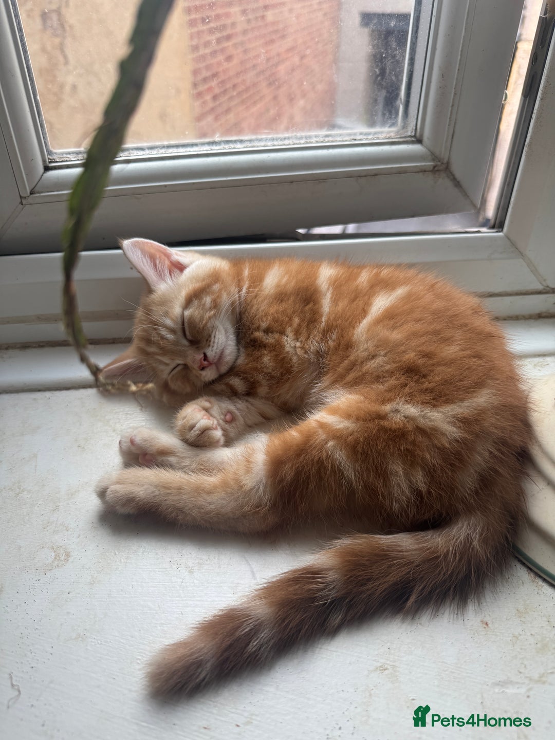 Mixed Breed cats for sale: 2 gorgeous tabby ginger boys  - Image 2
