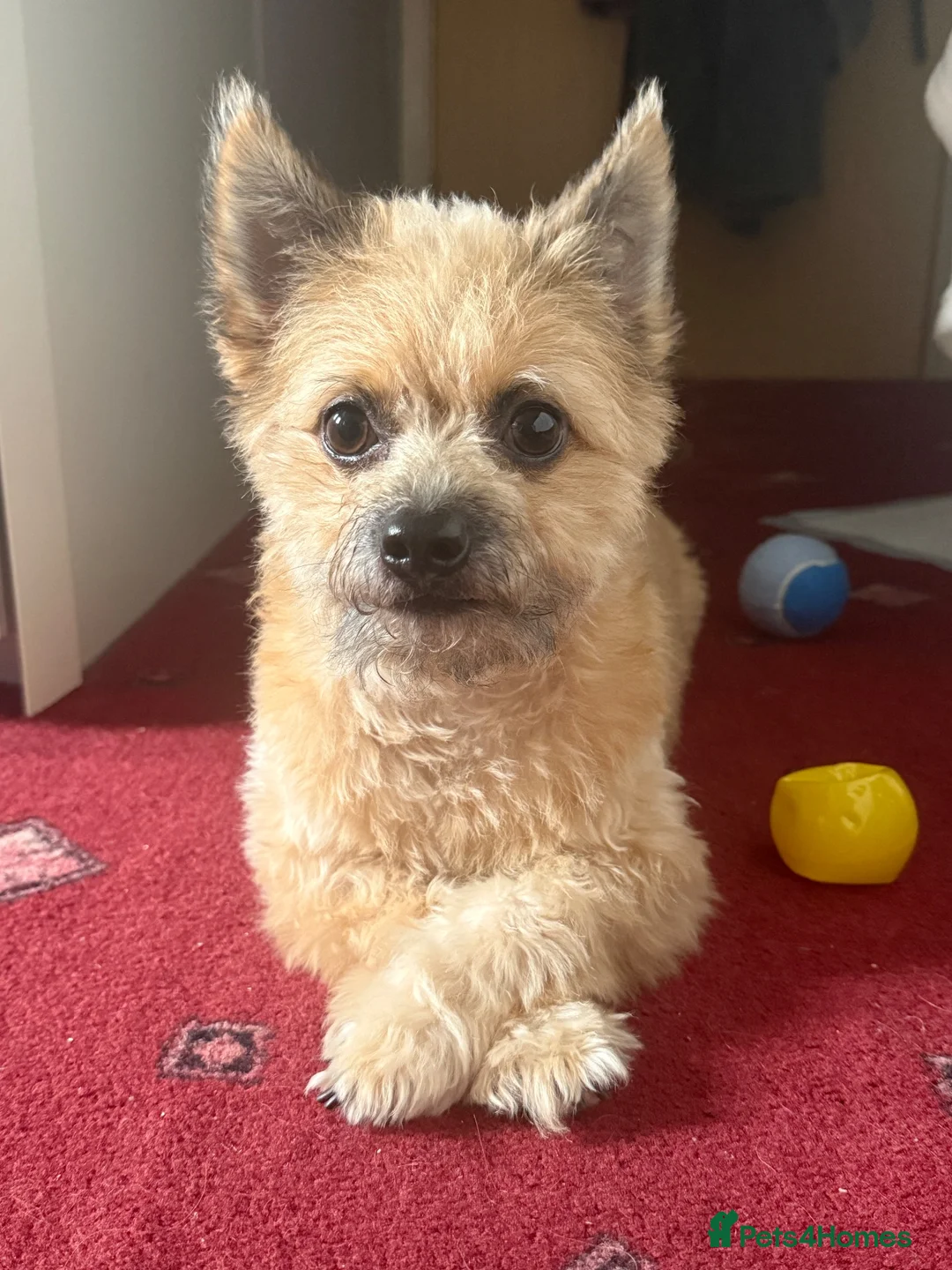 Mixed Breed dogs for sale: Teddy in Stanmore - Advert 2