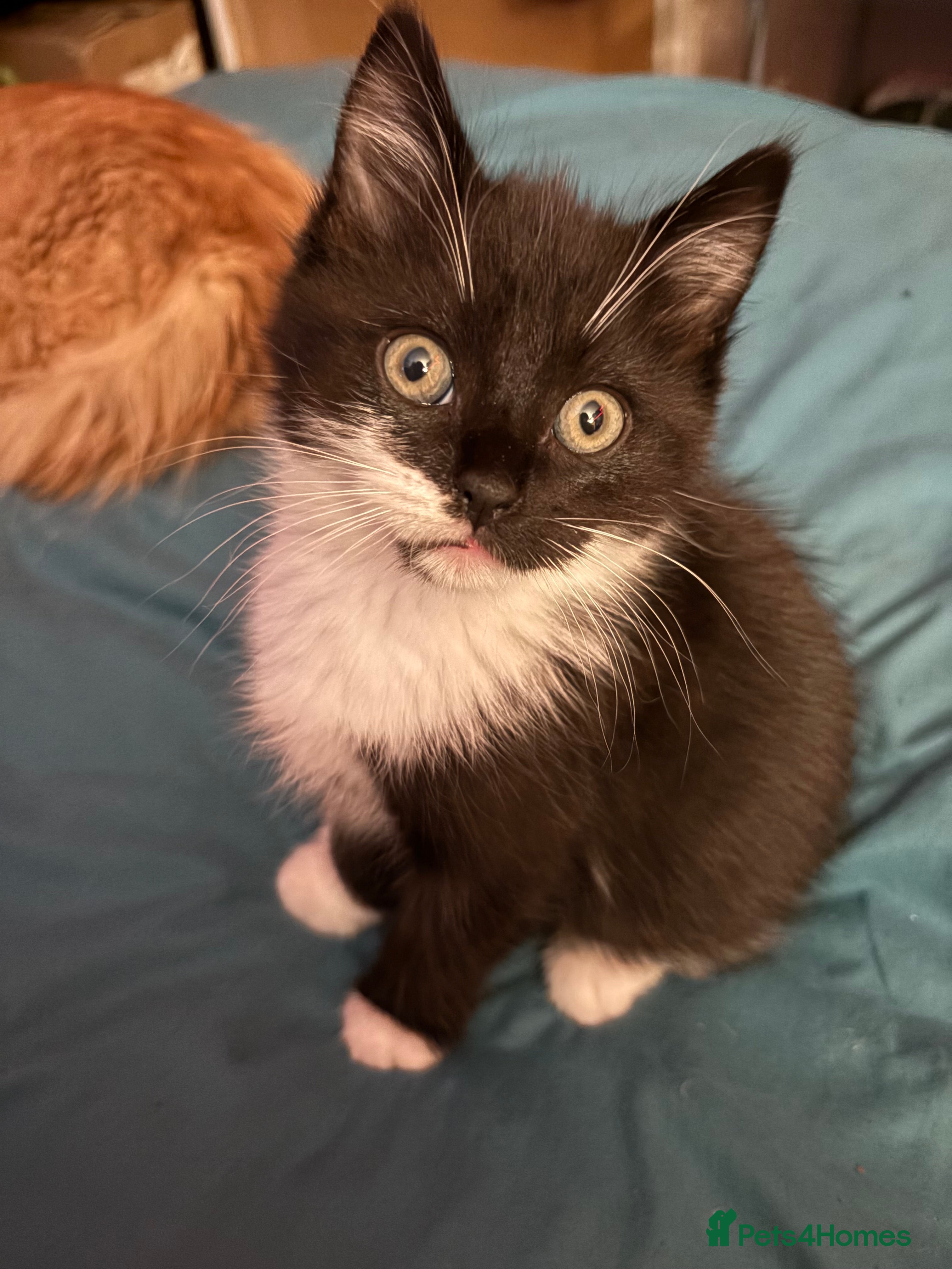 Mixed Breed cats 2 beautiful male kittens ready for a forever home  - Advert 4