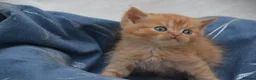 Persian cats for sale: Adorable Persian Kittens! in Edinburgh - Advert 3