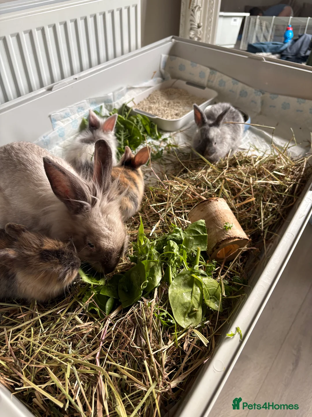 Lionhead rabbits for sale: Baby lion head rabbits  - Advert 8