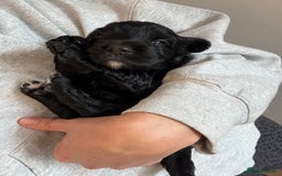 Cocker Spaniel dogs for sale: Beautiful working cocker boy - Image 2