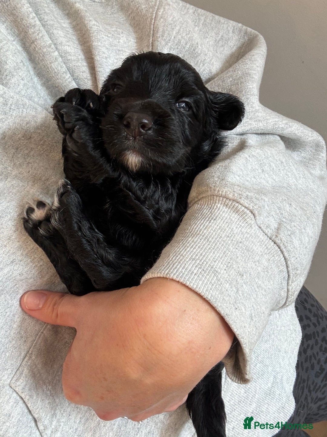 Cocker Spaniel dogs for sale: Beautiful working cocker boy - Image 2