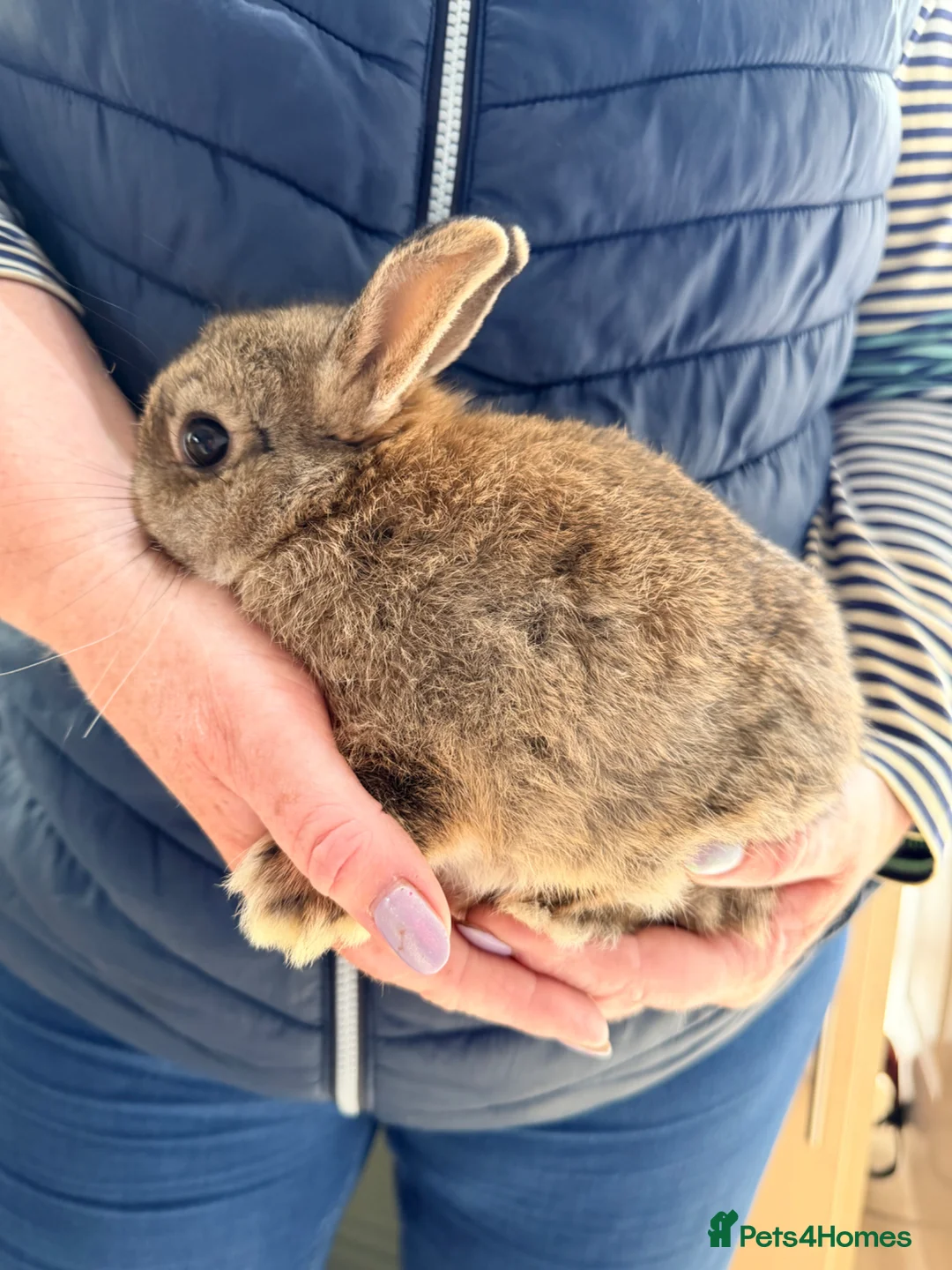 Netherland Dwarf rabbits for sale: Netherlands Dwarfs - Advert 6