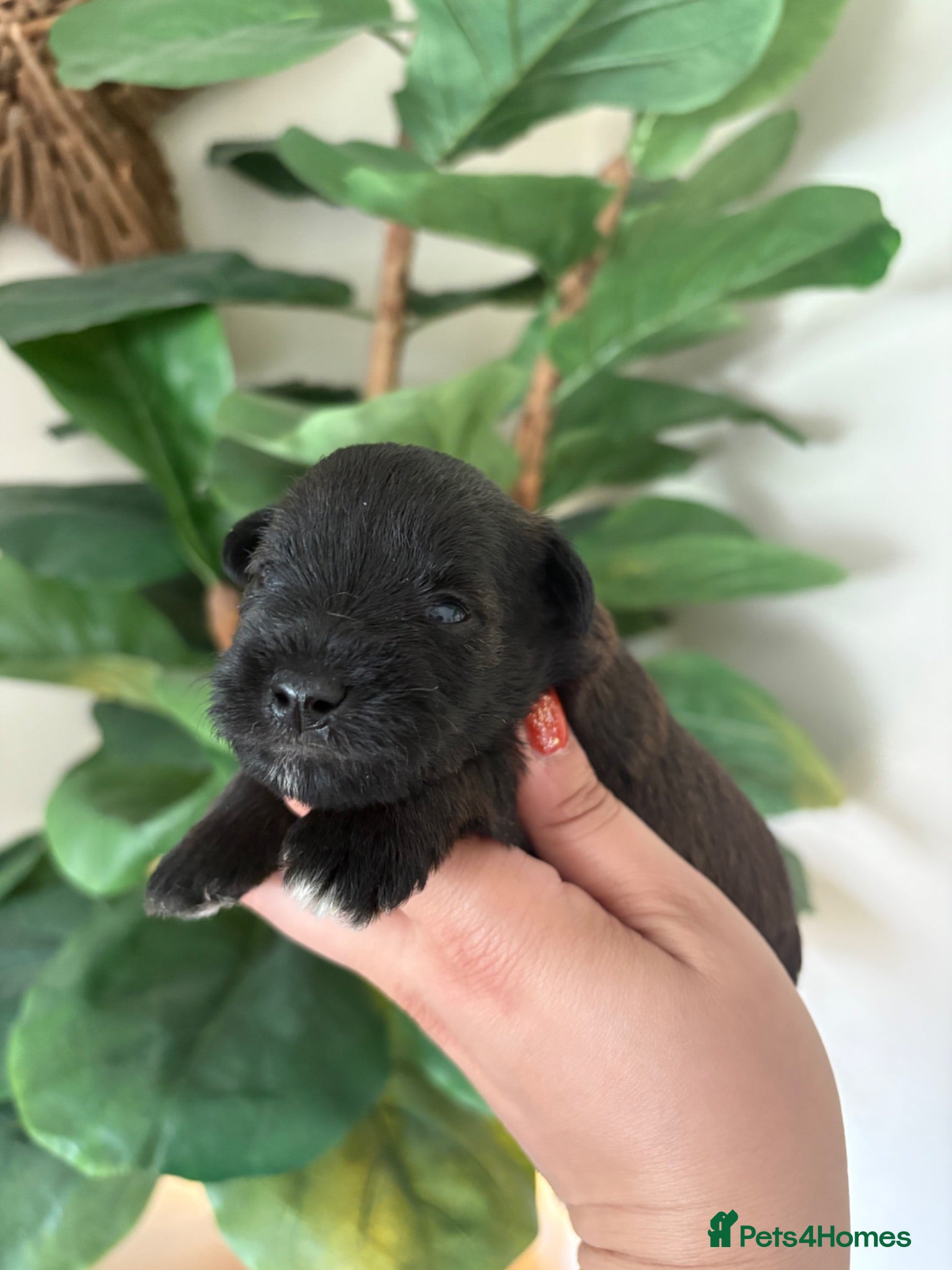 Miniature Schnauzer dogs KC BVA H/T Tri-Colour Parti & Black Mini Schnauzer - Advert 3