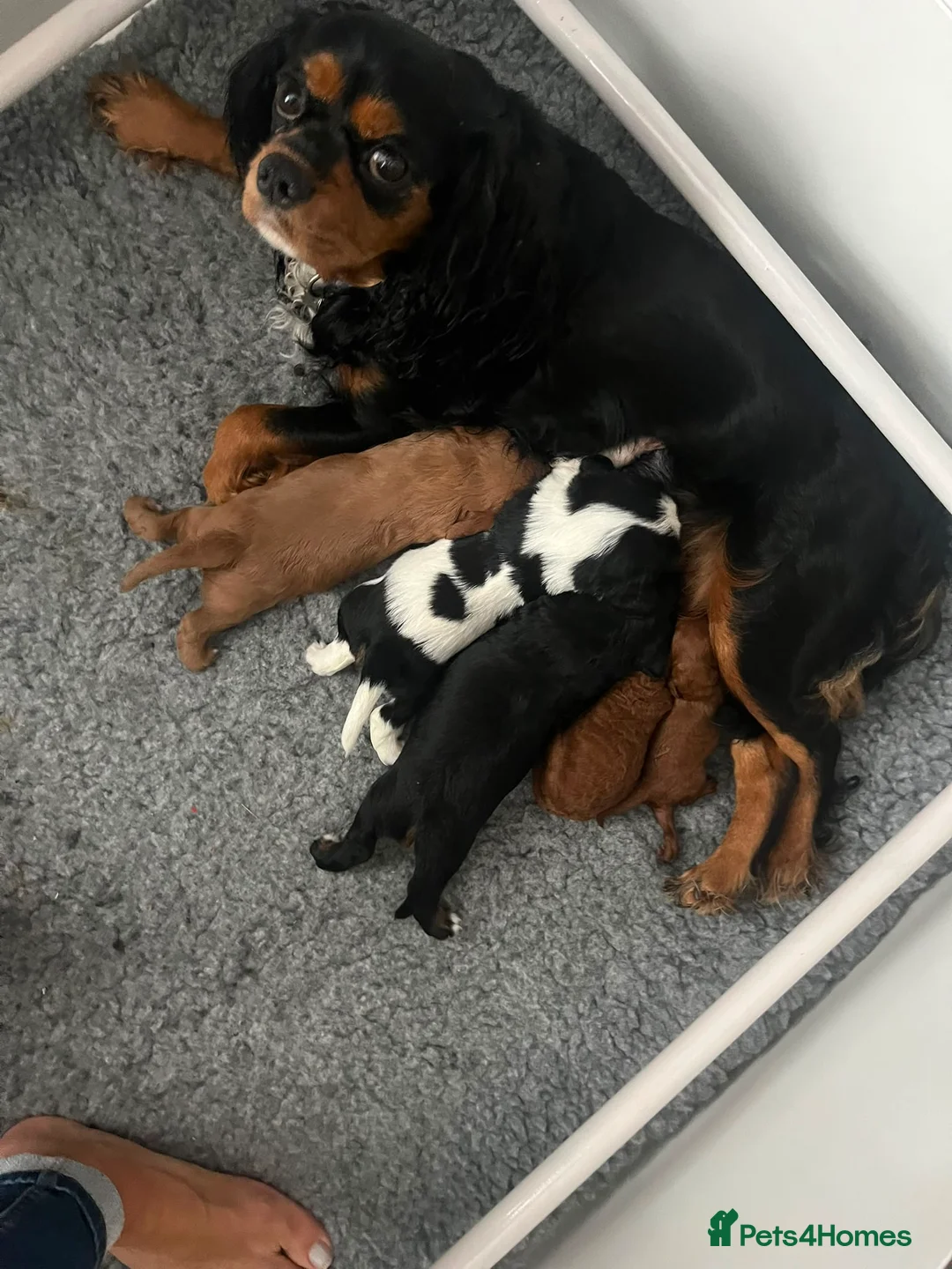 Cavalier King Charles Spaniel dogs for sale: 2 Beautiful health tested CKC Spaniels available - Advert 27