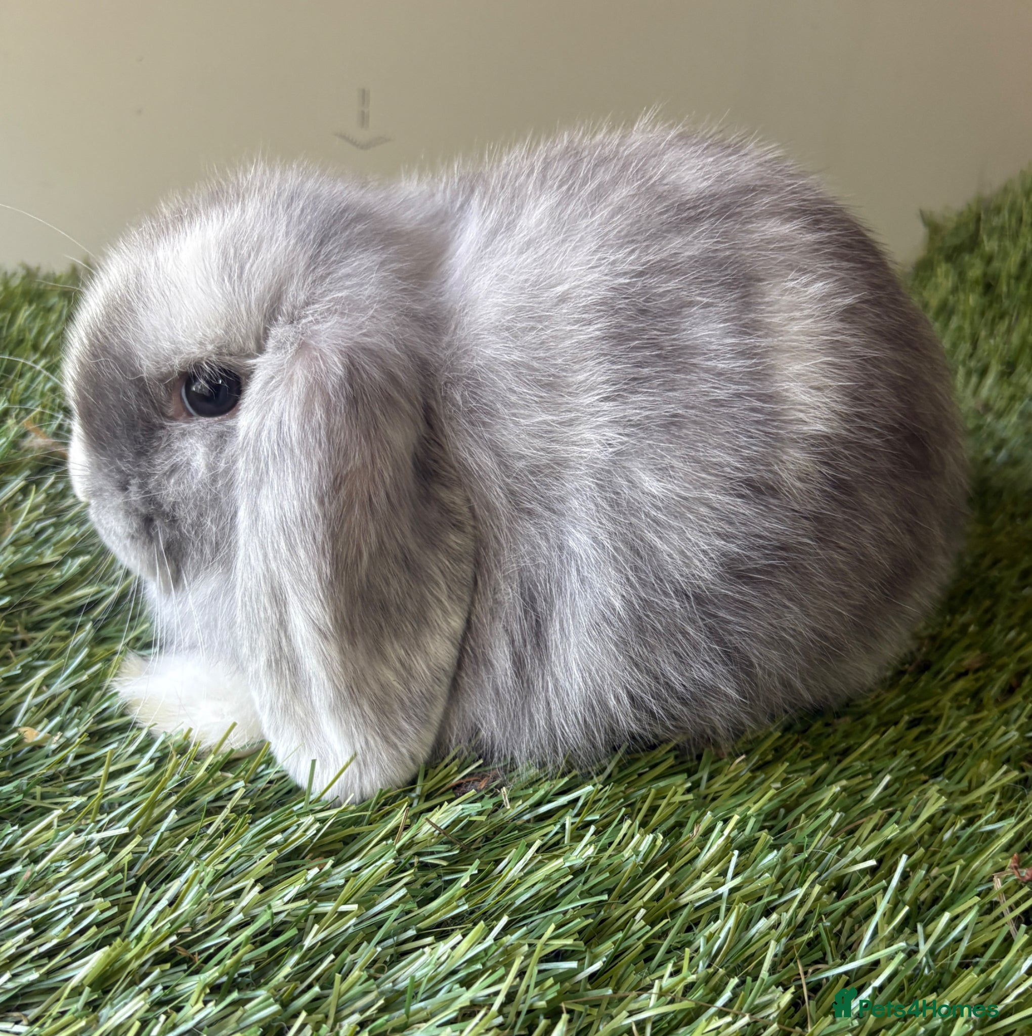 Mini Lop rabbits for sale: Mini lop baby rabbits  - Advert 1