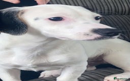 Jack Russell dogs for sale: Boy jack russel - Image 1