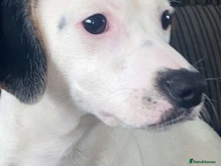 Jack Russell dogs for sale - Advert 1