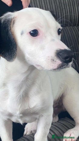 Jack Russell dogs - Advert 7