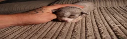 Chihuahua dogs for sale: Chihuahua x chihuahua Chinese crested  - Advert 5