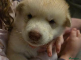 Alaskan Malamute dogs Beautiful Alaskan Malamute Puppies - Advert 7