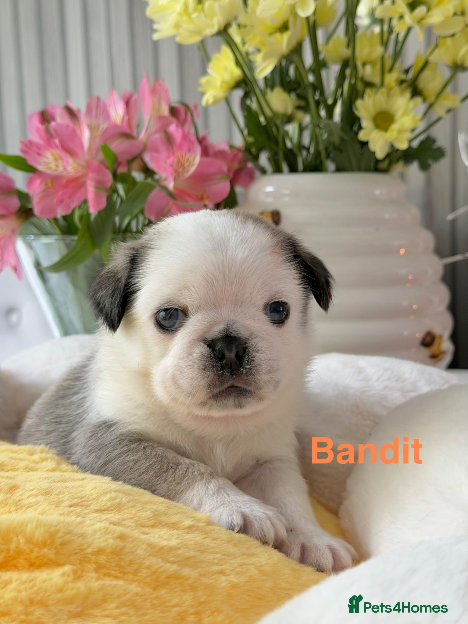 Pug dogs Kc registered Pugs - Advert 1