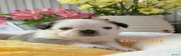 Pug dogs for sale: Kc registered Pugs - Advert 7