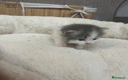 Mixed Breed cats for sale: Ragdolls/Persian Perdolls kittens  - Image 5