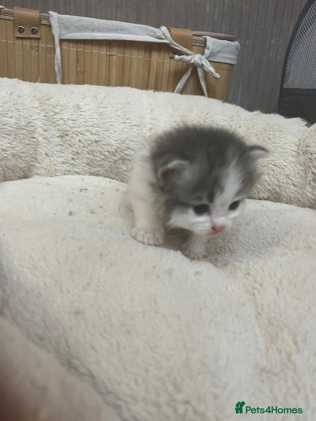 Mixed Breed cats for sale: Ragdolls/Persian Perdolls kittens  - Image 5