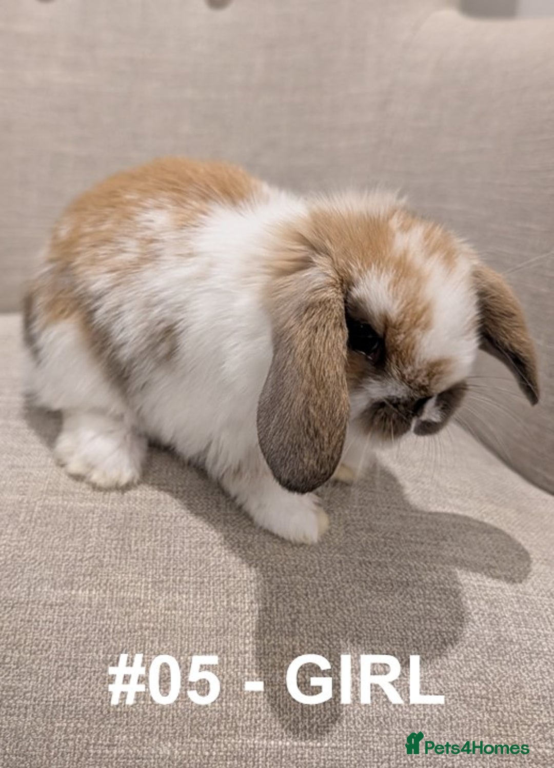 Mini Lop rabbits for sale: Exceptional Mini-Lops. Collect from: 15th January - Advert 17