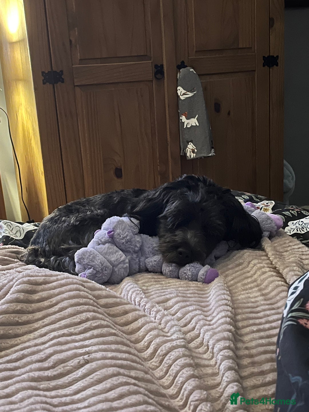 Jackapoo dogs for sale: Teddys needs a home - Advert 11