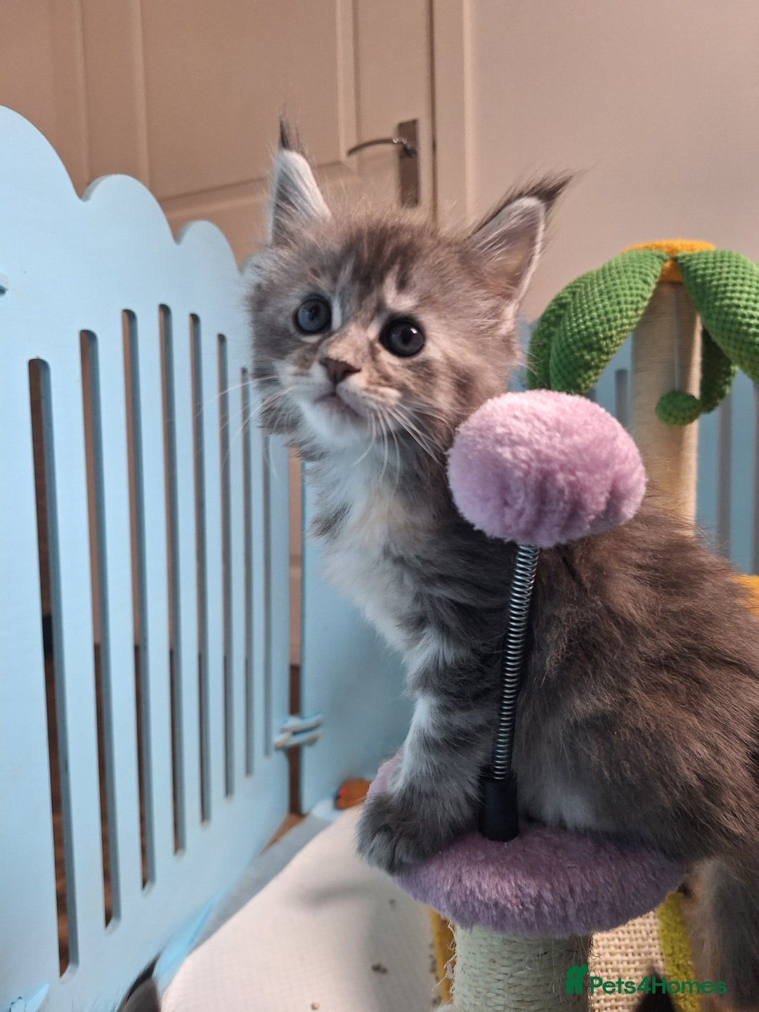 Maine Coon cats for sale: Tica registered kittens - Image 6