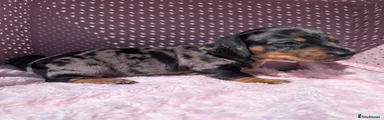 Miniature Dachshund Puppy 3