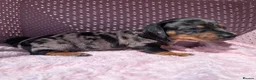 Miniature Dachshund dogs for sale: Miniature daschund  - Advert 7
