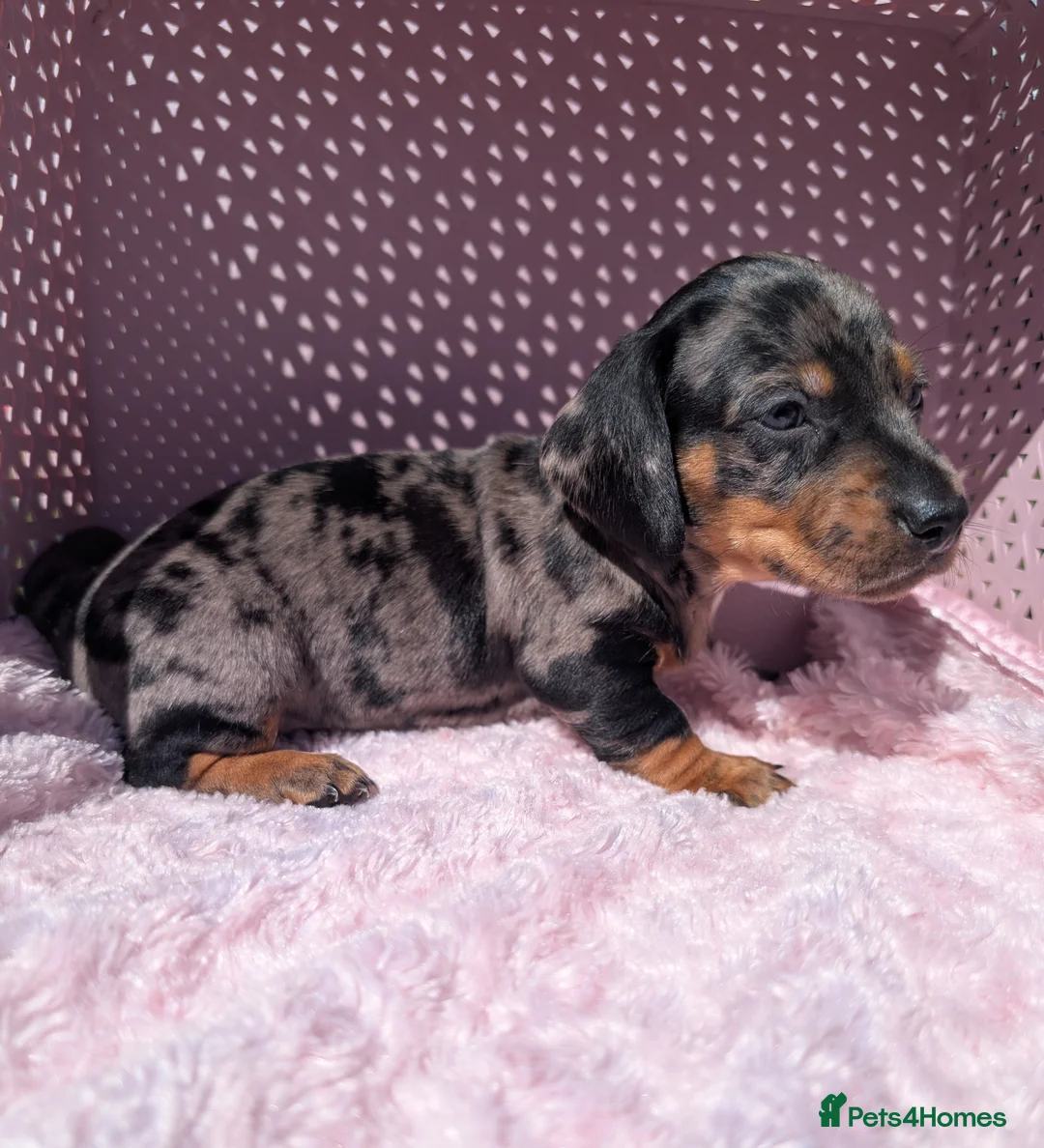 Miniature Dachshund dogs for sale: Miniature daschund  - Advert 7