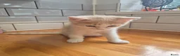Mixed Breed cats for sale: British Shorthair / Mixed Breed - Advert 10