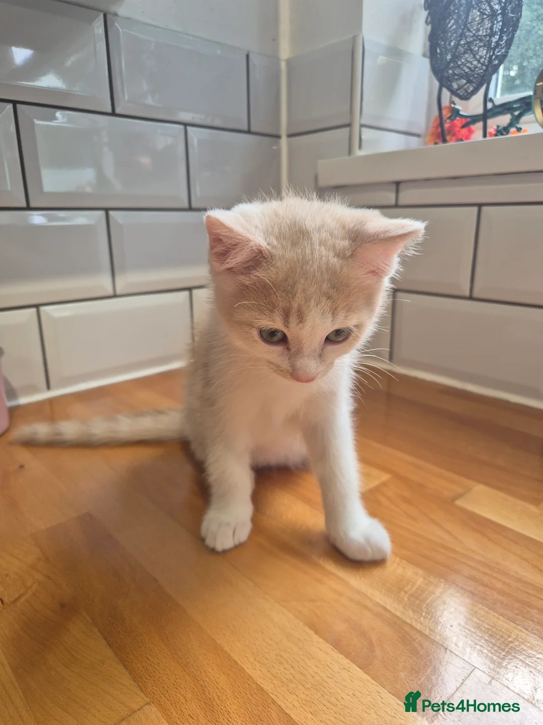 Mixed Breed cats for sale: British Shorthair / Mixed Breed - Advert 10