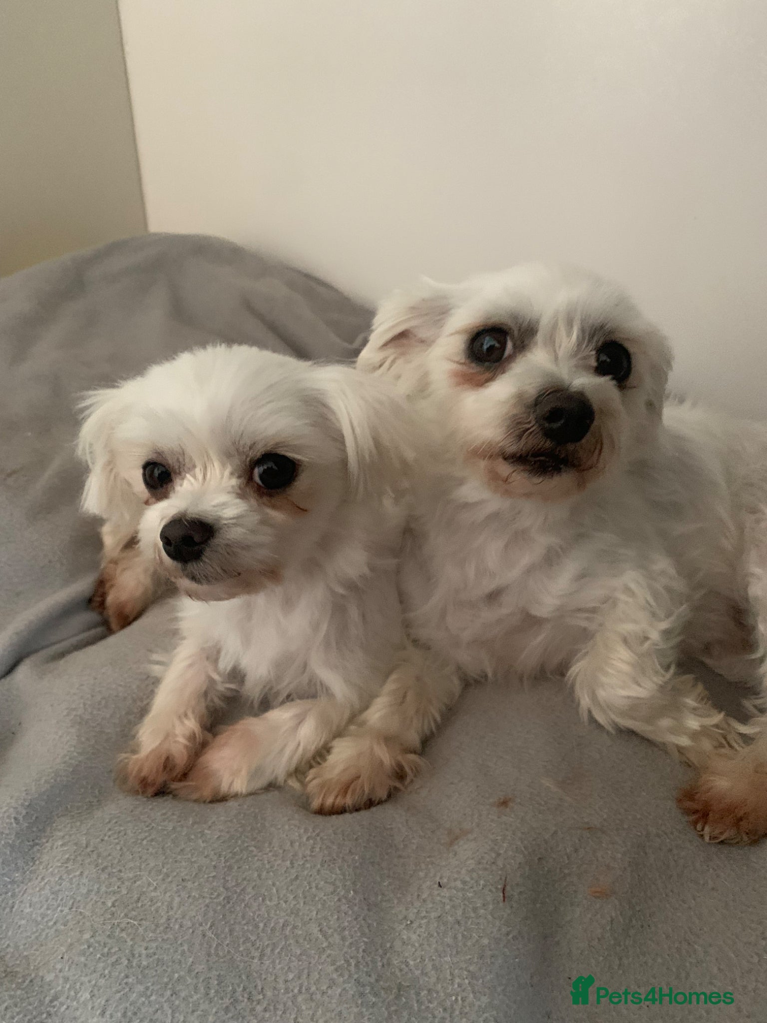 Maltese dogs 2 maltese - Advert 2