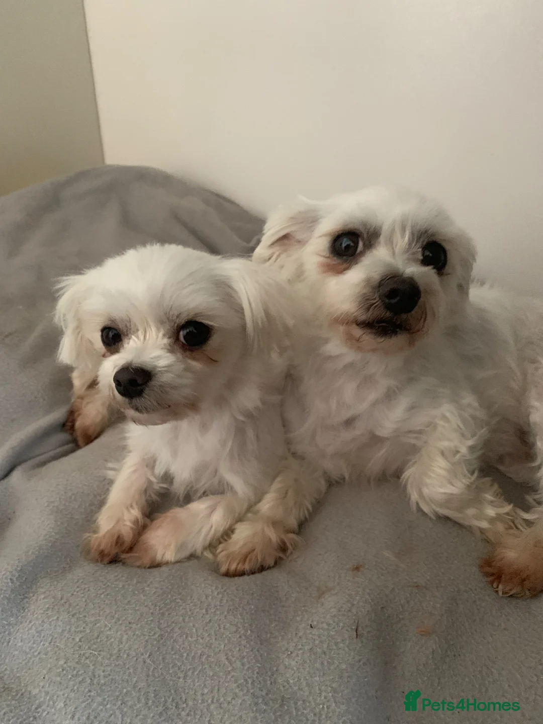 Maltese dogs for sale: 2 maltese - Advert 1