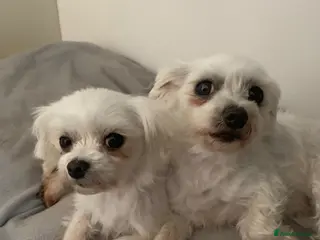 Maltese dogs 2 maltese - Advert 2