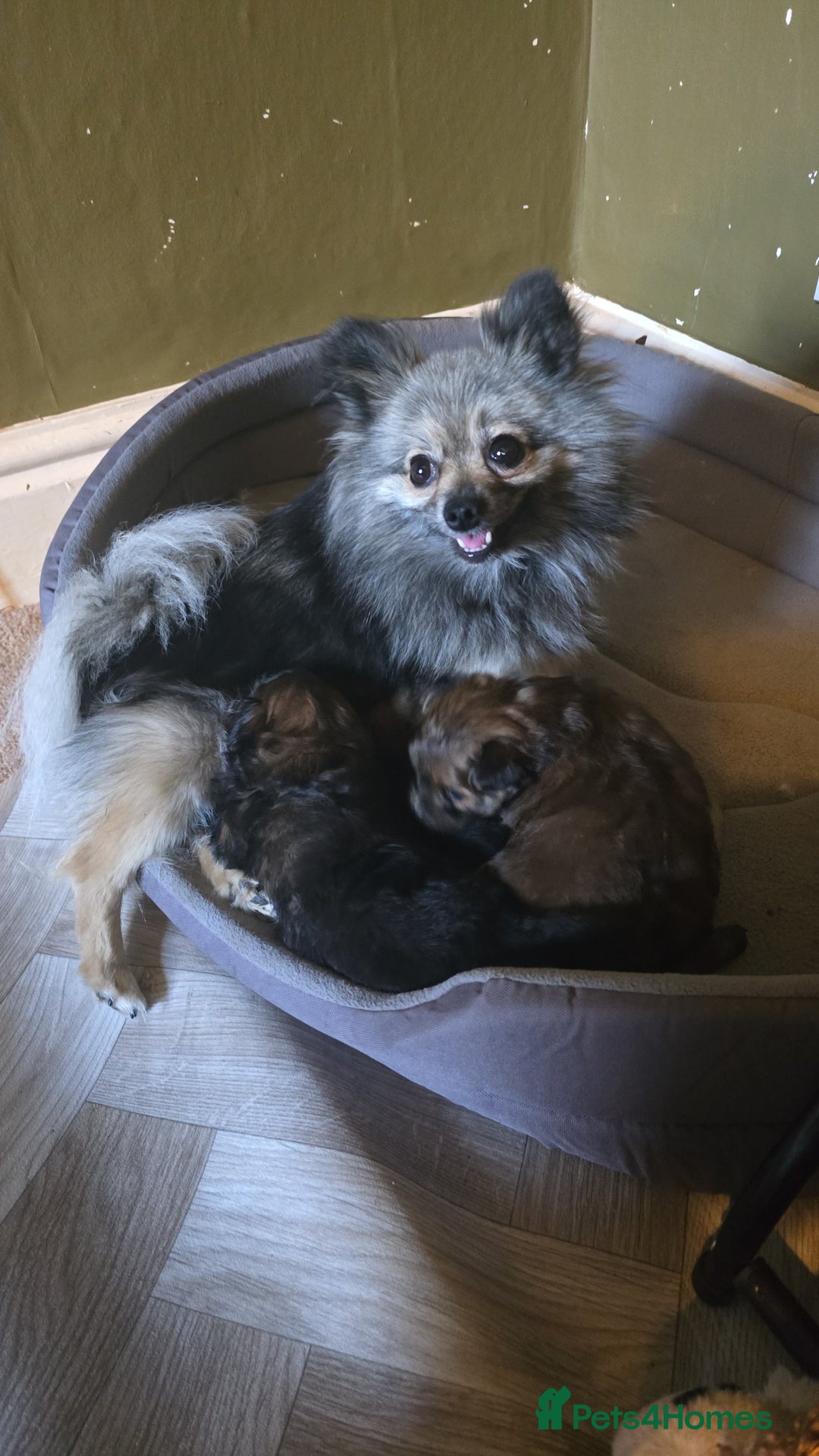 Pomapoo dogs for sale: POCKET SIZED POMAPOOS ~ READY NOW - Image 25