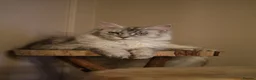 Maine Coon cats for sale: ⚜️ black smoke maine coon queen ⚜️ - Advert 2