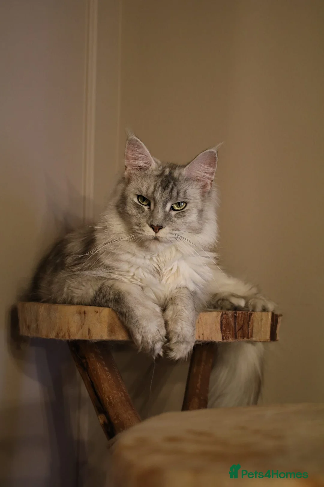 Maine Coon cats for sale: ⚜️ black smoke maine coon queen ⚜️ - Advert 2