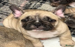 French Bulldog dogs for sale: French bulldogs puppies - Image 3