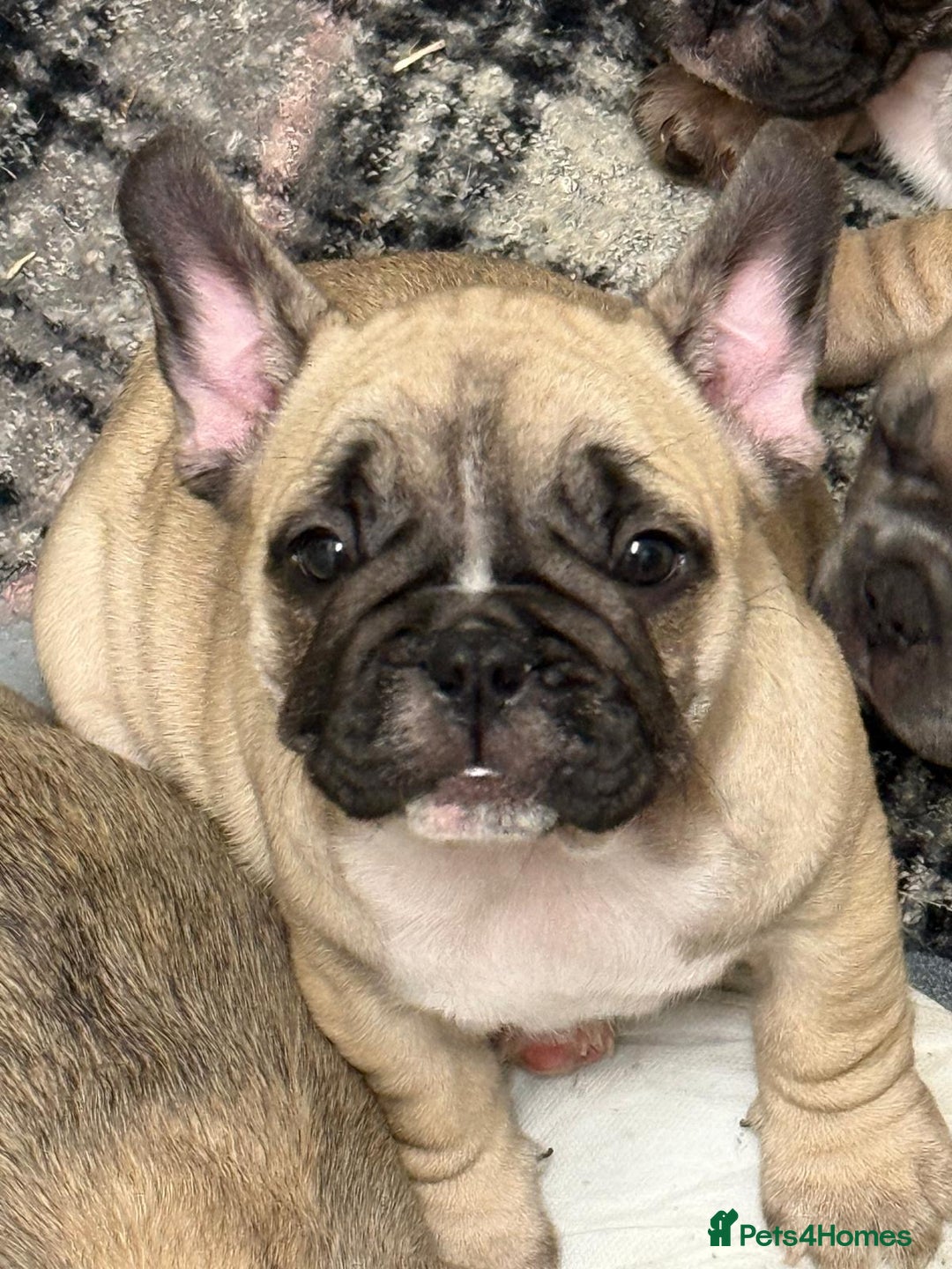 French Bulldog dogs for sale: French bulldogs puppies - Image 3