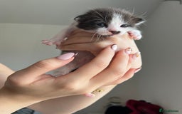 Turkish Van cats for sale: Beautiful Turkish van kittens  - Image 4