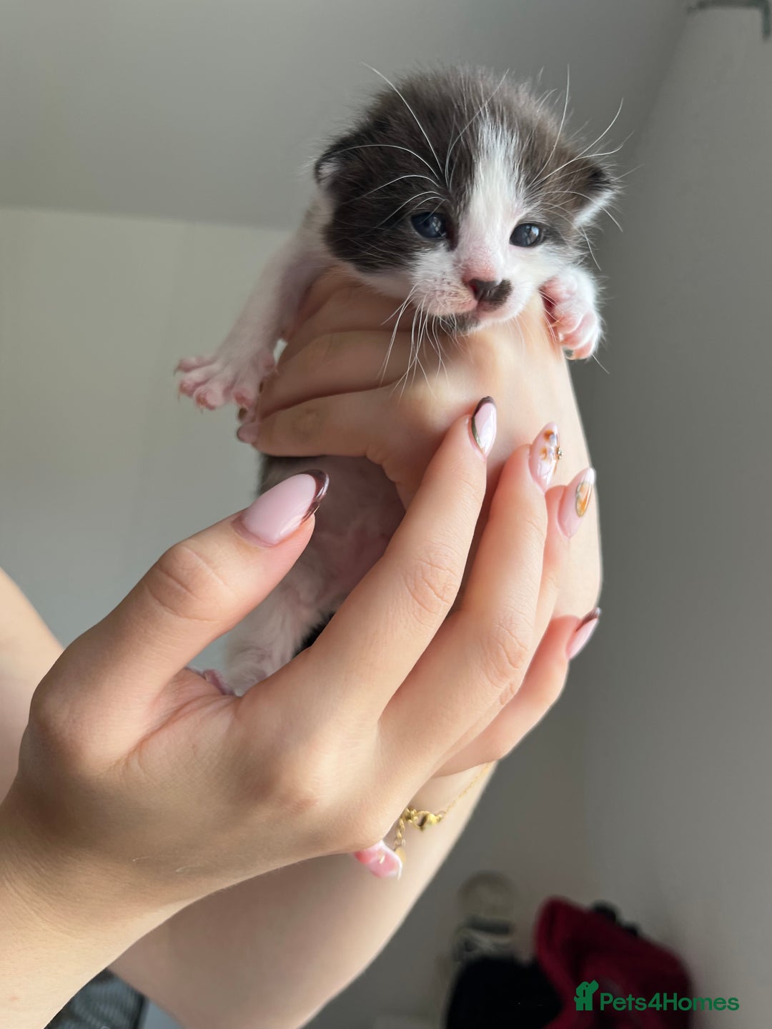 Turkish Van cats for sale: Beautiful Turkish van kittens  - Image 4