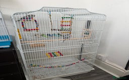 Budgerigars birds for sale: 2 baby budgies  - Image 2