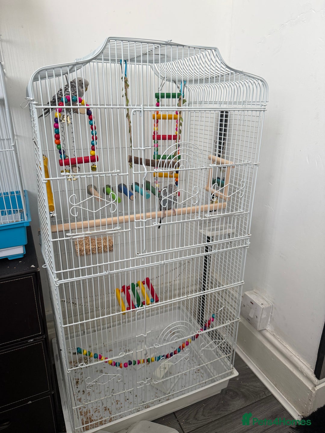 Budgerigars birds for sale: 2 baby budgies  - Image 2